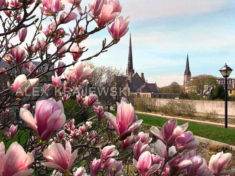 Cambridge Artists, Custom Picture Framing, Krajewski Art Gallery Cambridge, ON