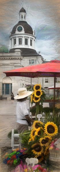 Sunflower Lady-Kingston, ON - Krajewski