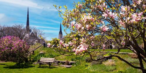 Magnolia Bench - Krajewski