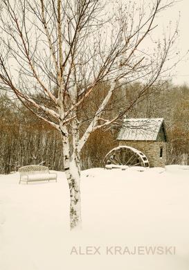 Churchill Park Birch - Krajewski