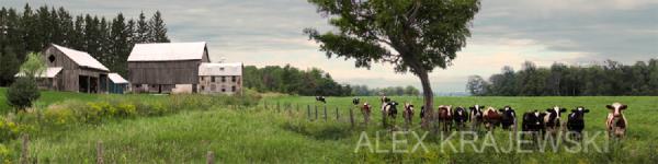 Curious Cows - Krajewski