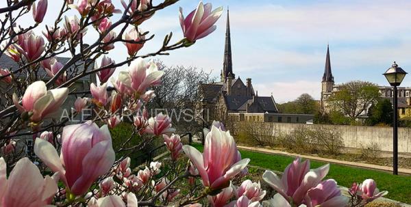 Magnolia View - narrow version - Krajewski