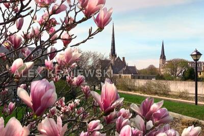 Magnolia View - wide version - Krajewski