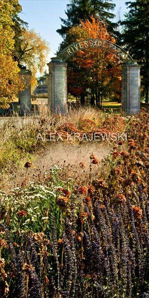 Riverside Park Gate Fall - Preston, ON - Krajewski