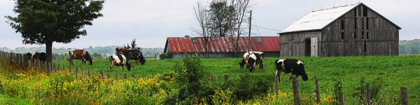 The Pasture - Krajewski