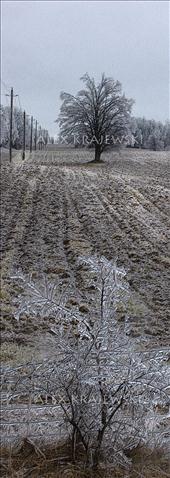 Tree Reflection - Krajewski