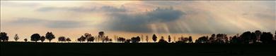 Trees Skyline - Krajewski