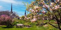 Magnolia Bench