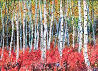 Birches - horizontal