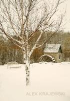 Churchill Park Birch