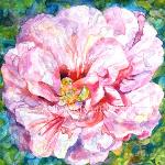 Pink Rose - Print