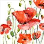 Poppies on White - Print